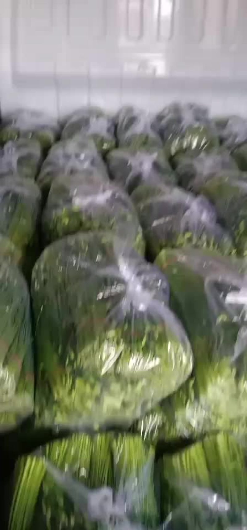 河北昌黎精品韭苔大量上市根白帽小欢迎预订
