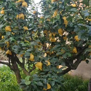 翠玉梨风水梨大量上市