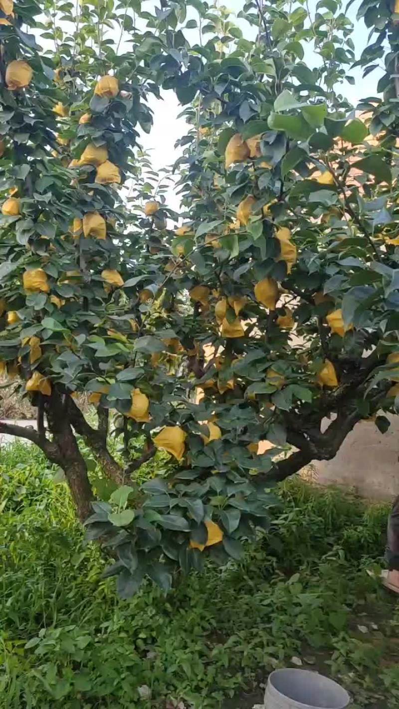 翠玉梨风水梨大量上市