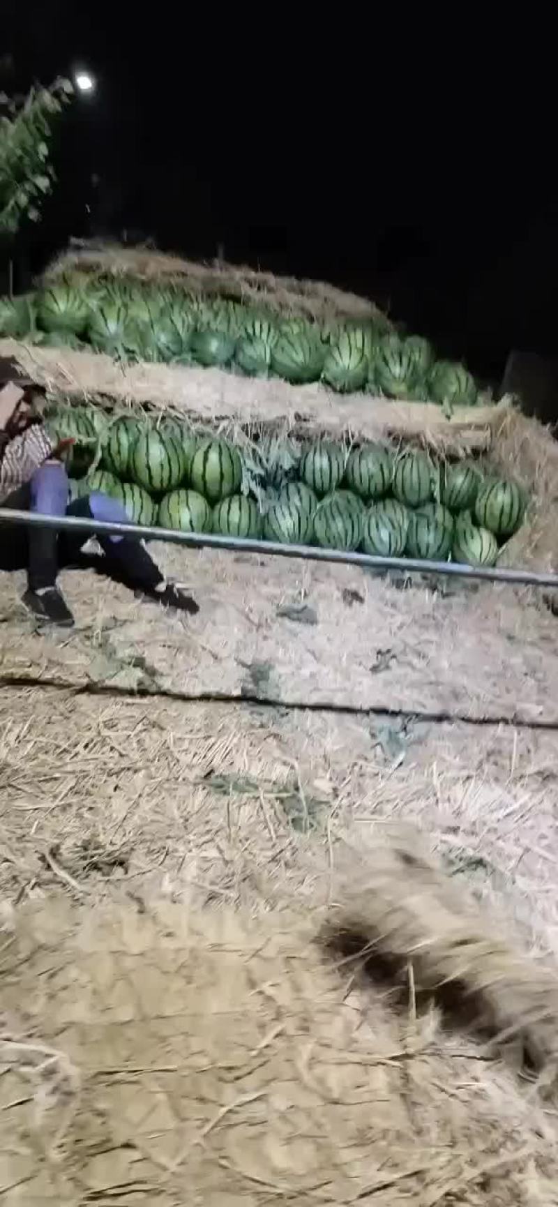 赤峰沙地西瓜