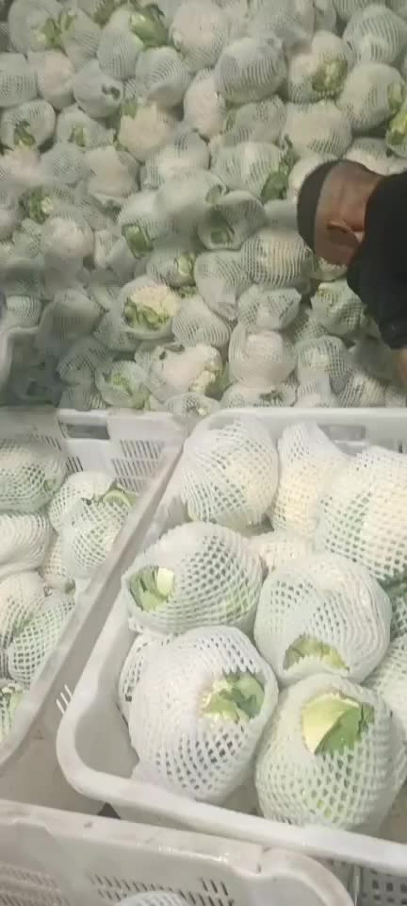 菜花