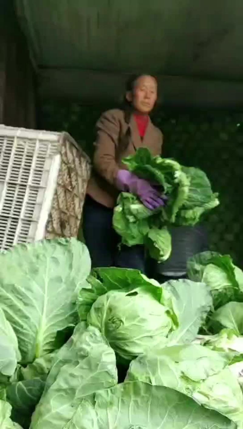 萱。绿。个头均匀。价不高。货品质量没的说。