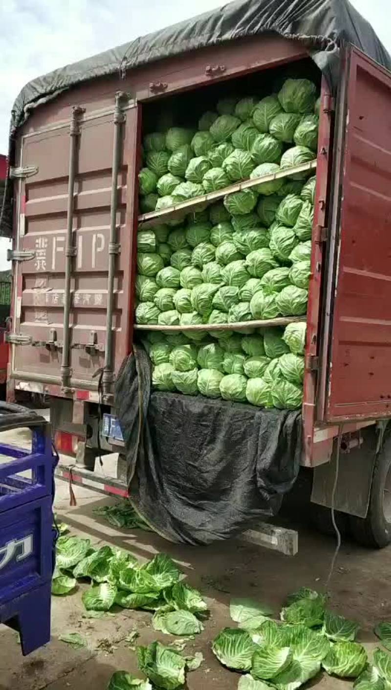萱。绿。个头均匀。价不高。货品质量没的说。