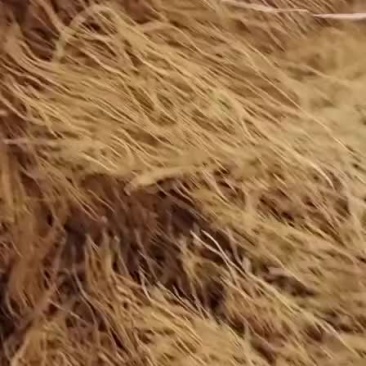 徐长卿
