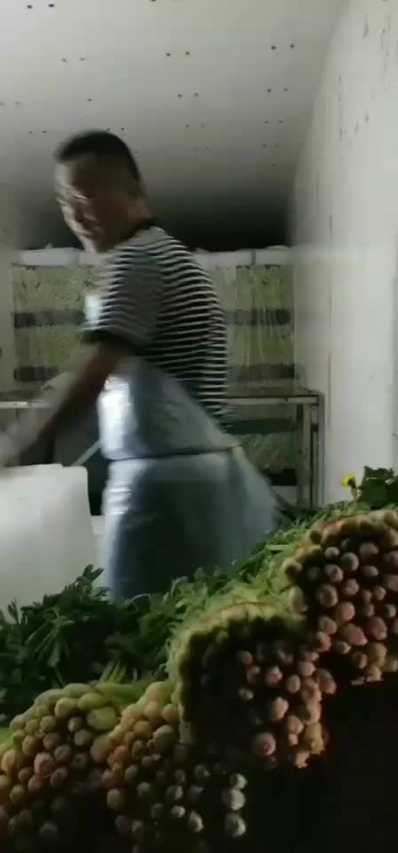 毛芹