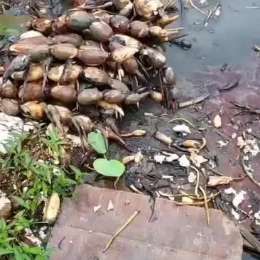 莲藕