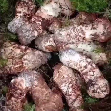 云南省丽江市新鲜松茸一手货源产地直发