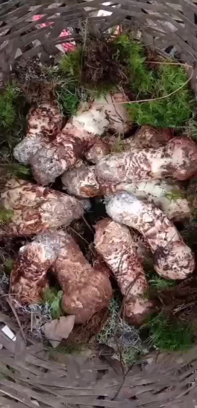 云南省丽江市新鲜松茸一手货源产地直发