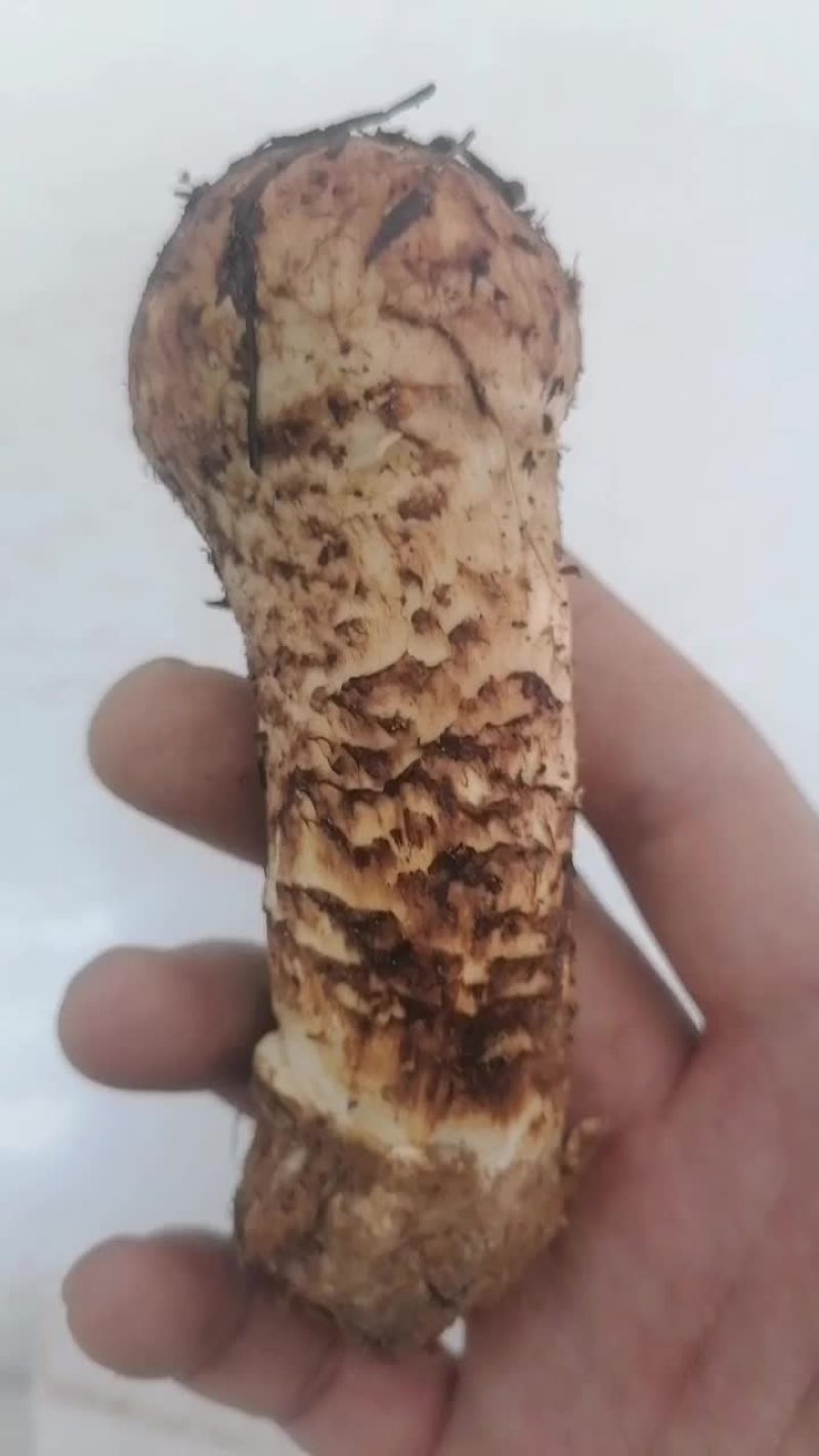 云南省丽江市新鲜松茸一手货源产地直发