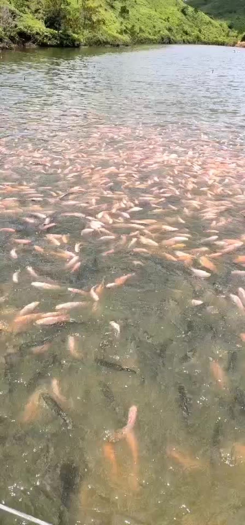 大型养殖基地，紫金