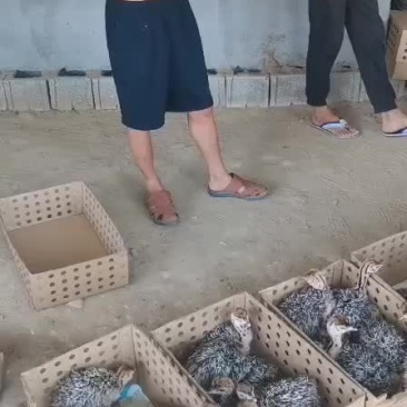 客户自提30只非洲鸵鸟苗