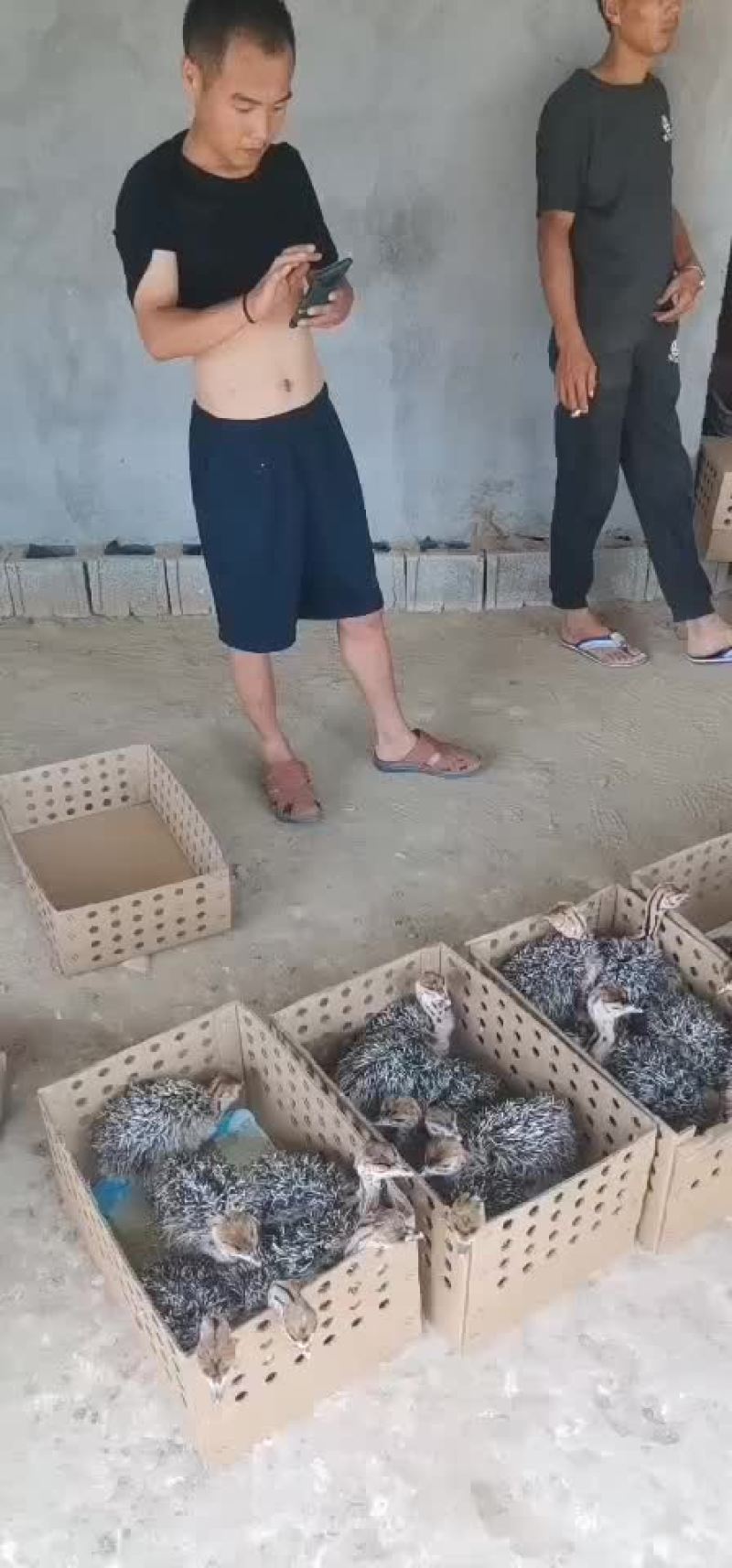 客户自提30只非洲鸵鸟苗