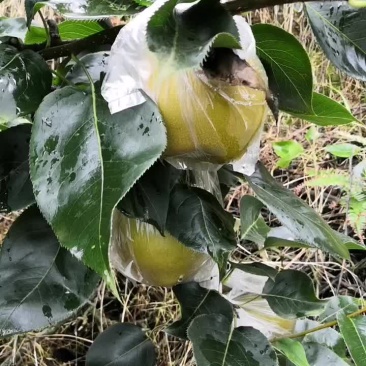 黄花梨