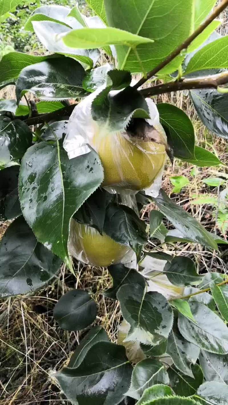黄花梨