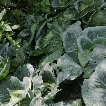 蔬菜