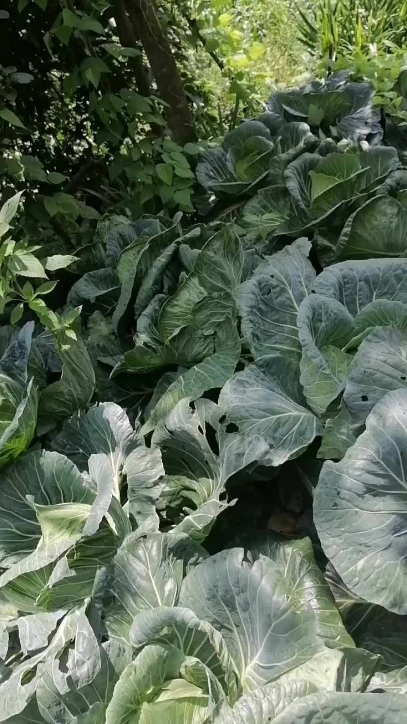 蔬菜