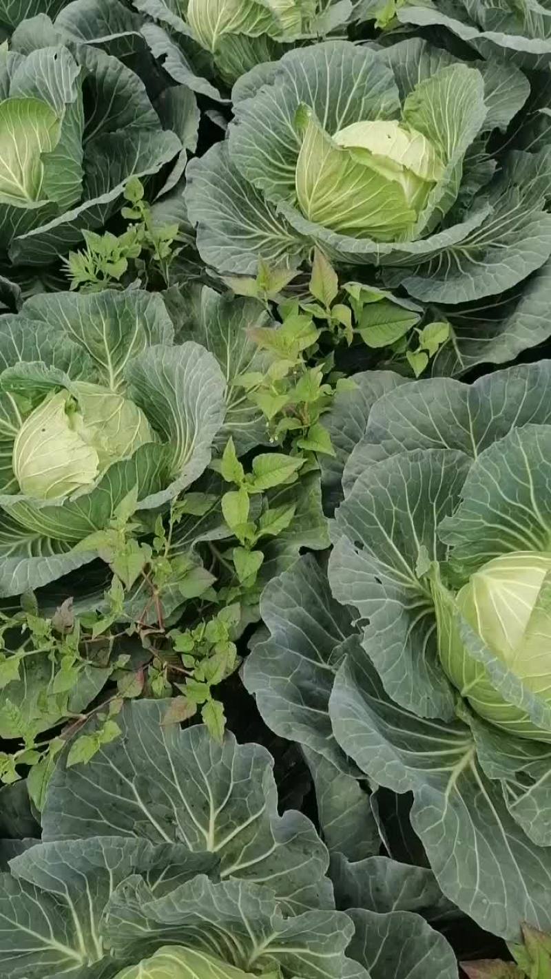 蔬菜