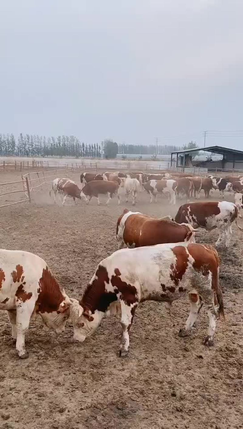 纯种西门塔尔牛，保质保量，有想买好牛的请联系我