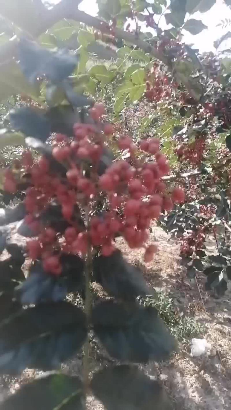 花椒自家种的大红袍花椒全国包邮2斤起，可空运