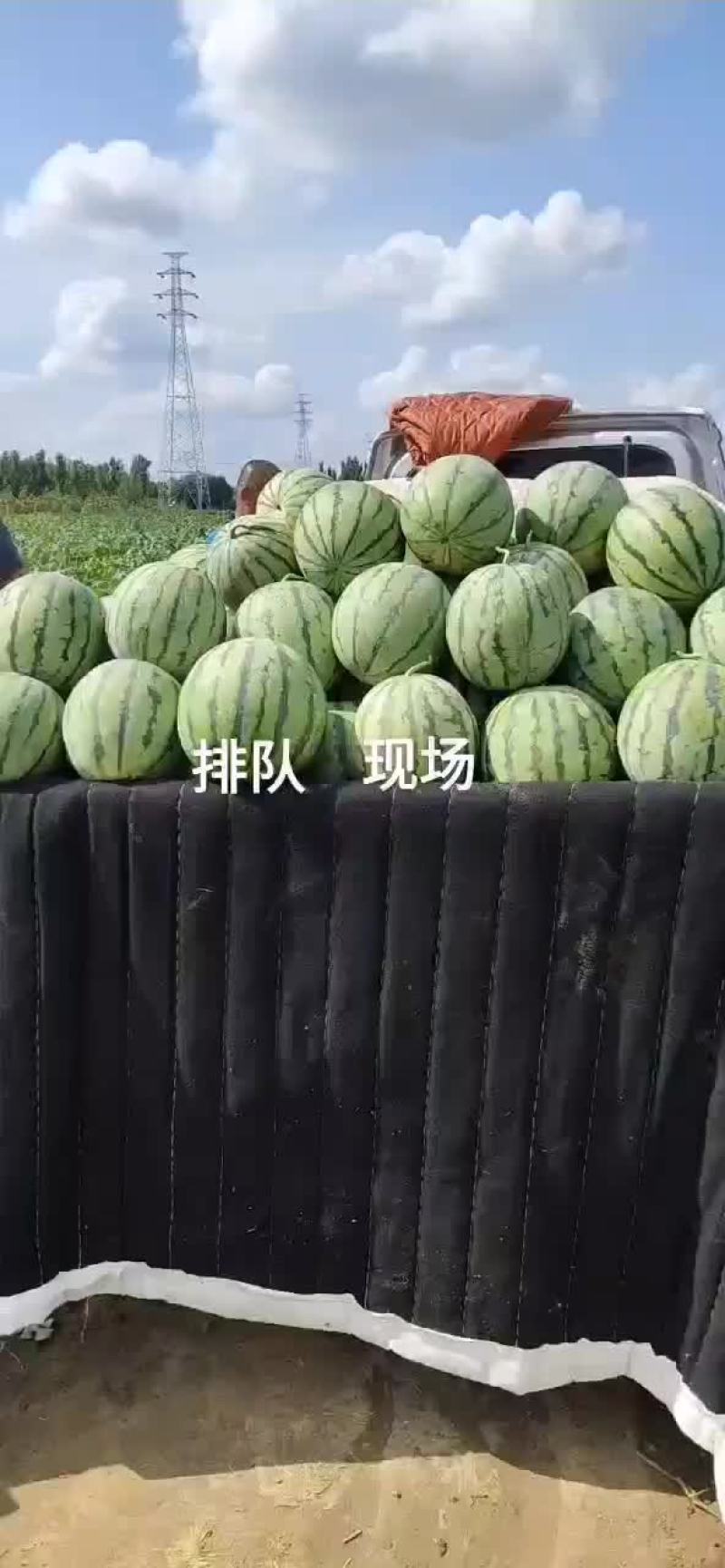京欣8424