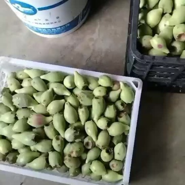 海南热带水果仙人掌果