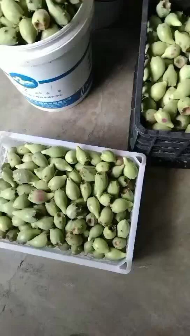 海南热带水果仙人掌果