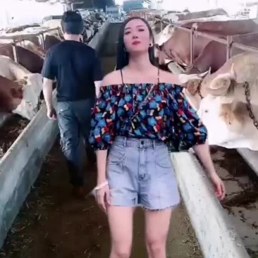 西门塔尔牛犊
