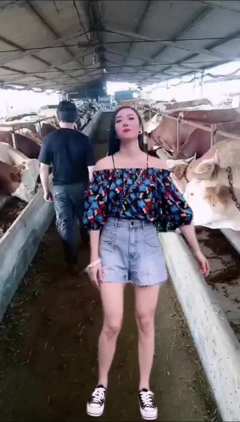 西门塔尔牛犊
