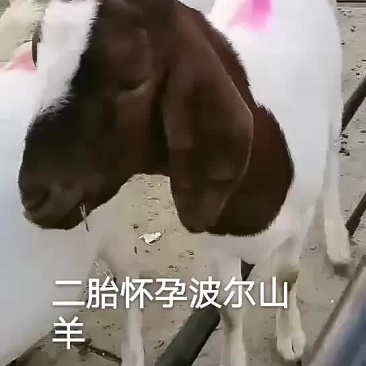 二胎怀孕波尔山羊