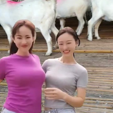 波尔山羊二胎孕羊，小尾寒羊