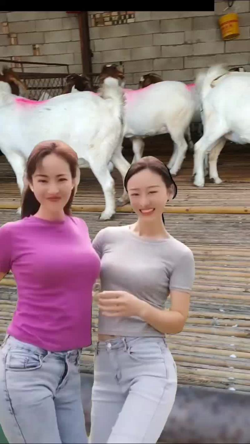 波尔山羊二胎孕羊，小尾寒羊