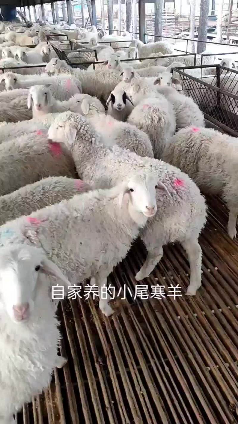 波尔山羊二胎孕羊，小尾寒羊