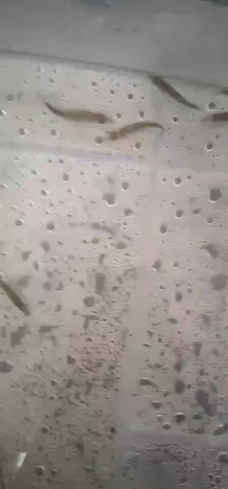黄化观赏鱼，斑鳜，