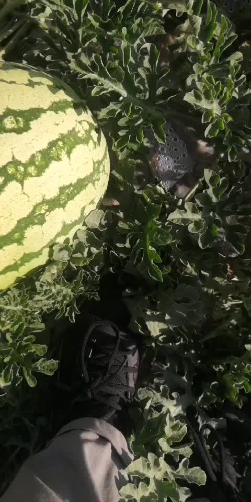 甘肃金花一号石头瓜