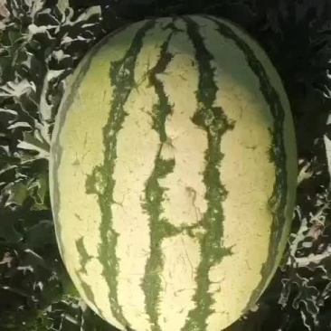 甘肃金花一号石头瓜