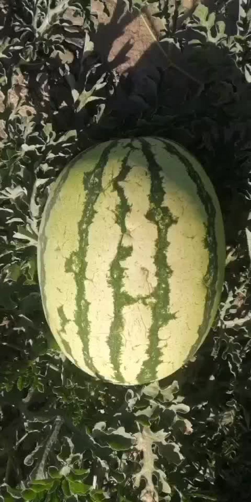 甘肃金花一号石头瓜