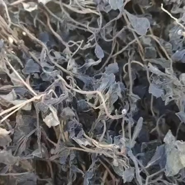 干马齿苋，野生的，自己挖的过水后自然风干