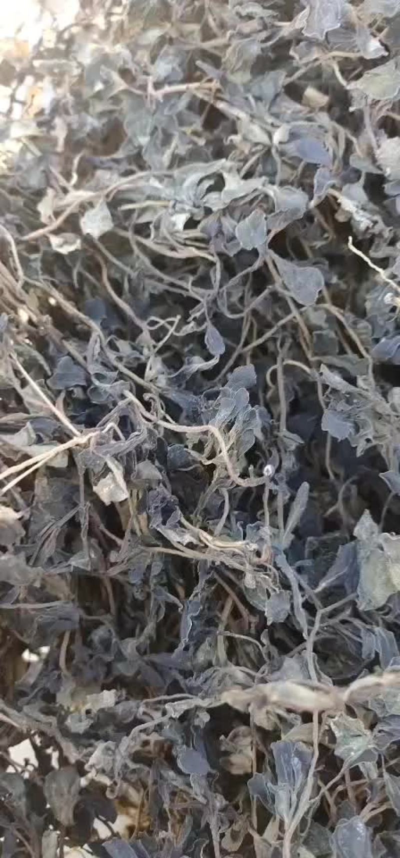 干马齿苋，野生的，自己挖的过水后自然风干