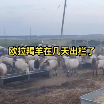 精品羯羊要的抓紧