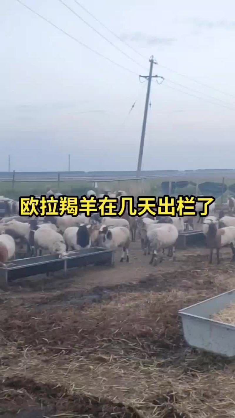 精品羯羊要的抓紧