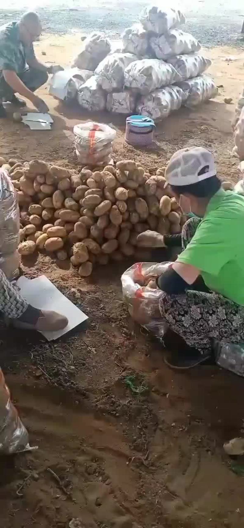 本地土豆大量下来了有用的快点来吧。价格非常美丽