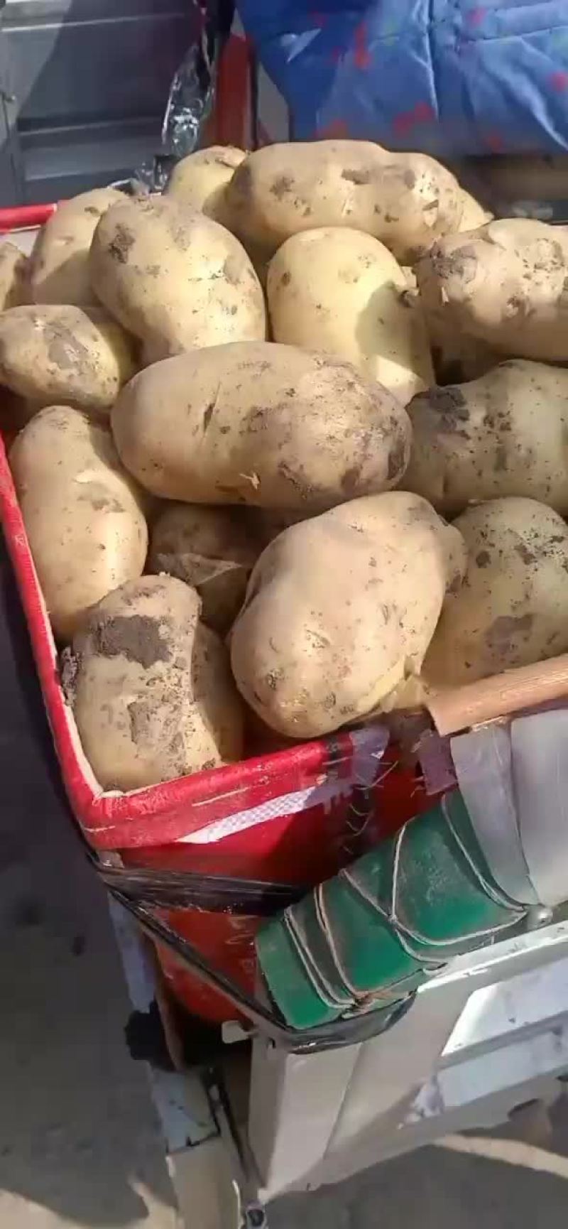 本地土豆大量下来了有用的快点来吧。价格非常美丽