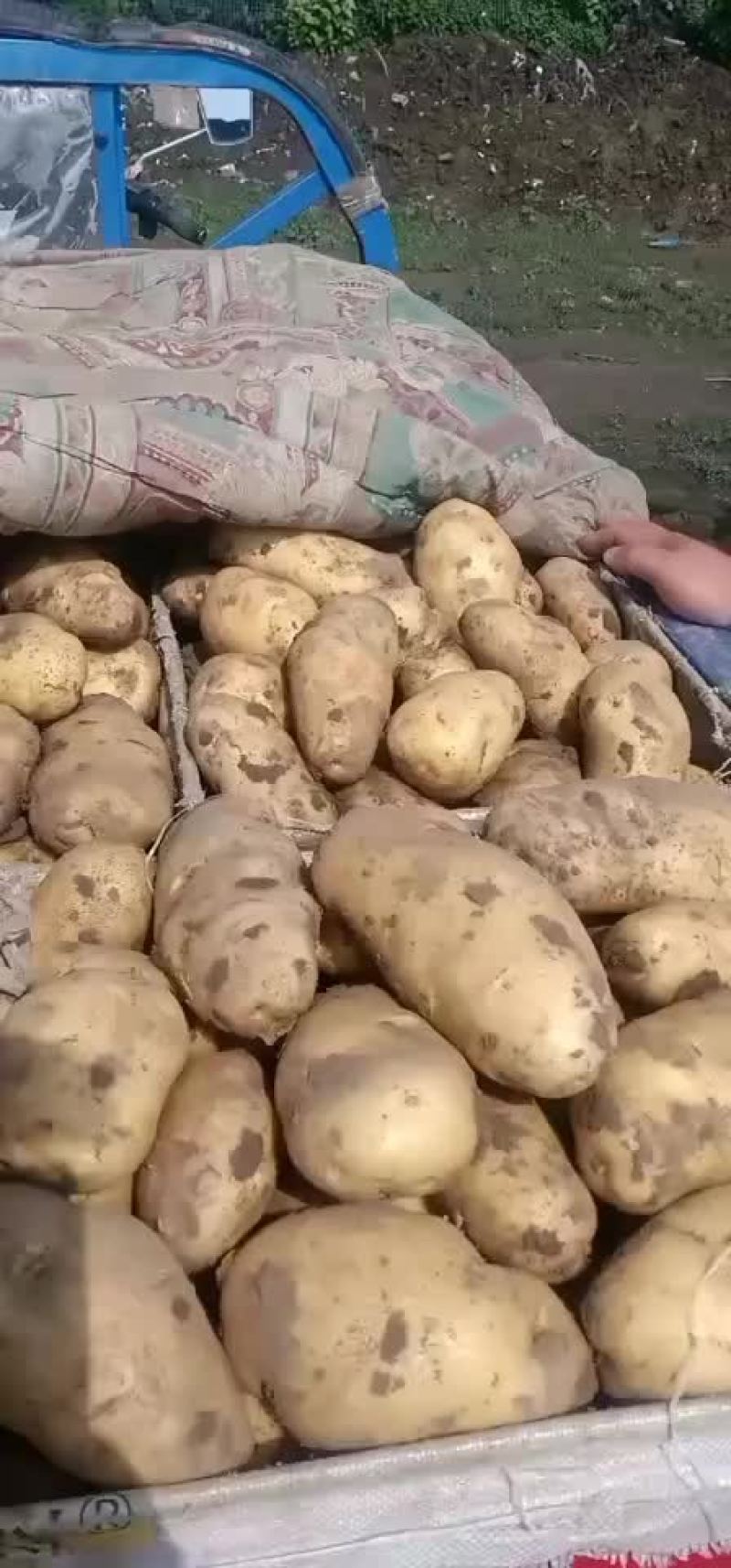 本地土豆大量下来了有用的快点来吧。价格非常美丽