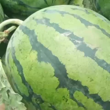 宁河西瓜，就是甜，小薄片