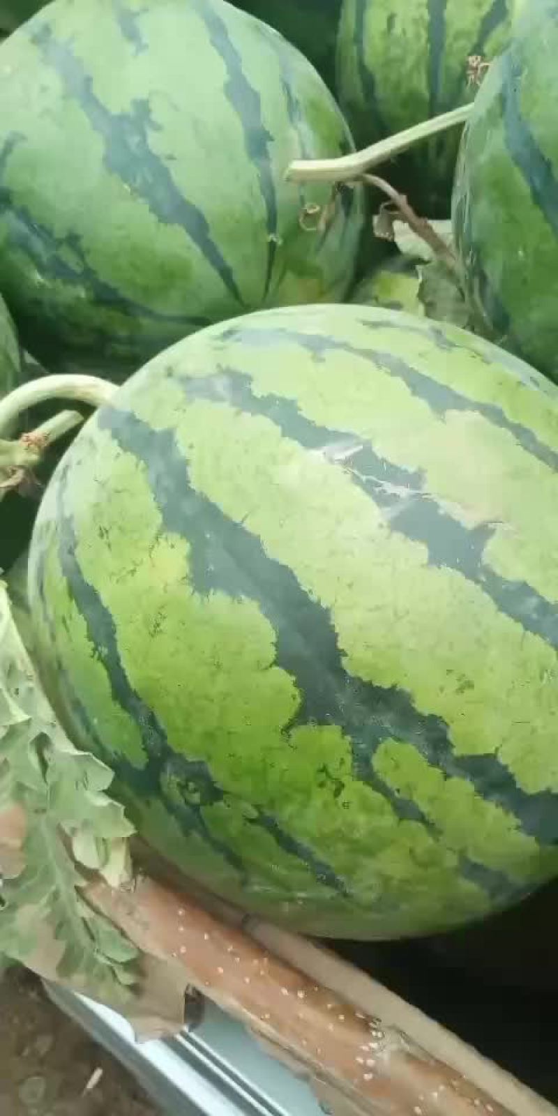 宁河西瓜，就是甜，小薄片