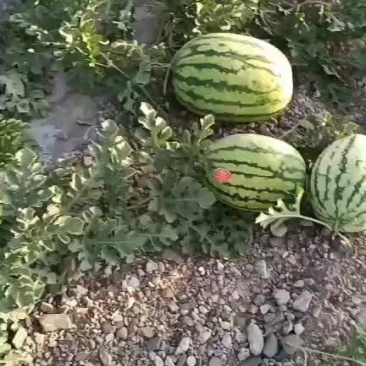 西瓜