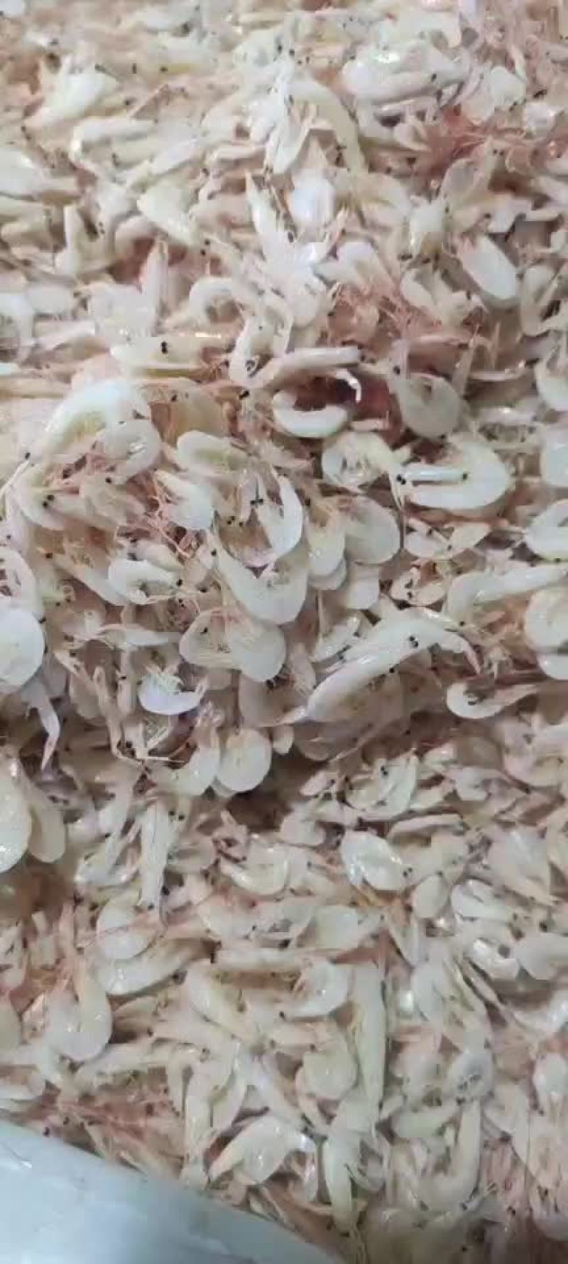 自己渔船加工，