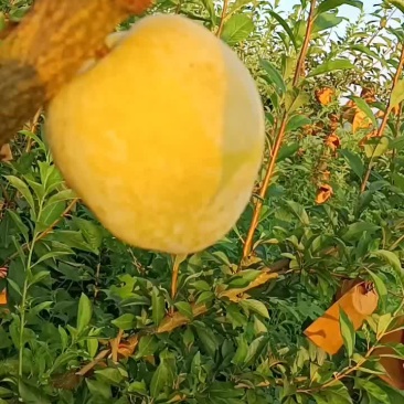 黄金奈李