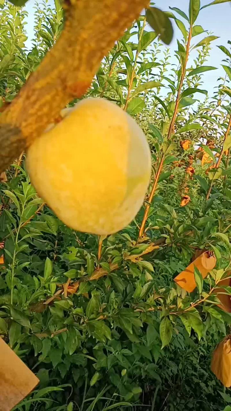 黄金奈李