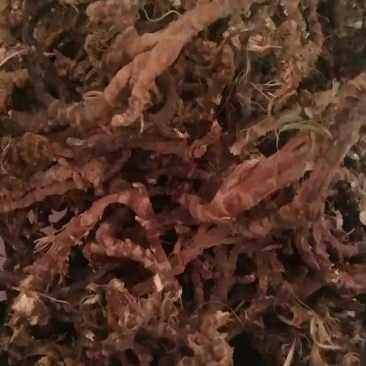 石菖蒲